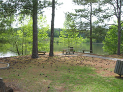 picnic tables underneat the pines